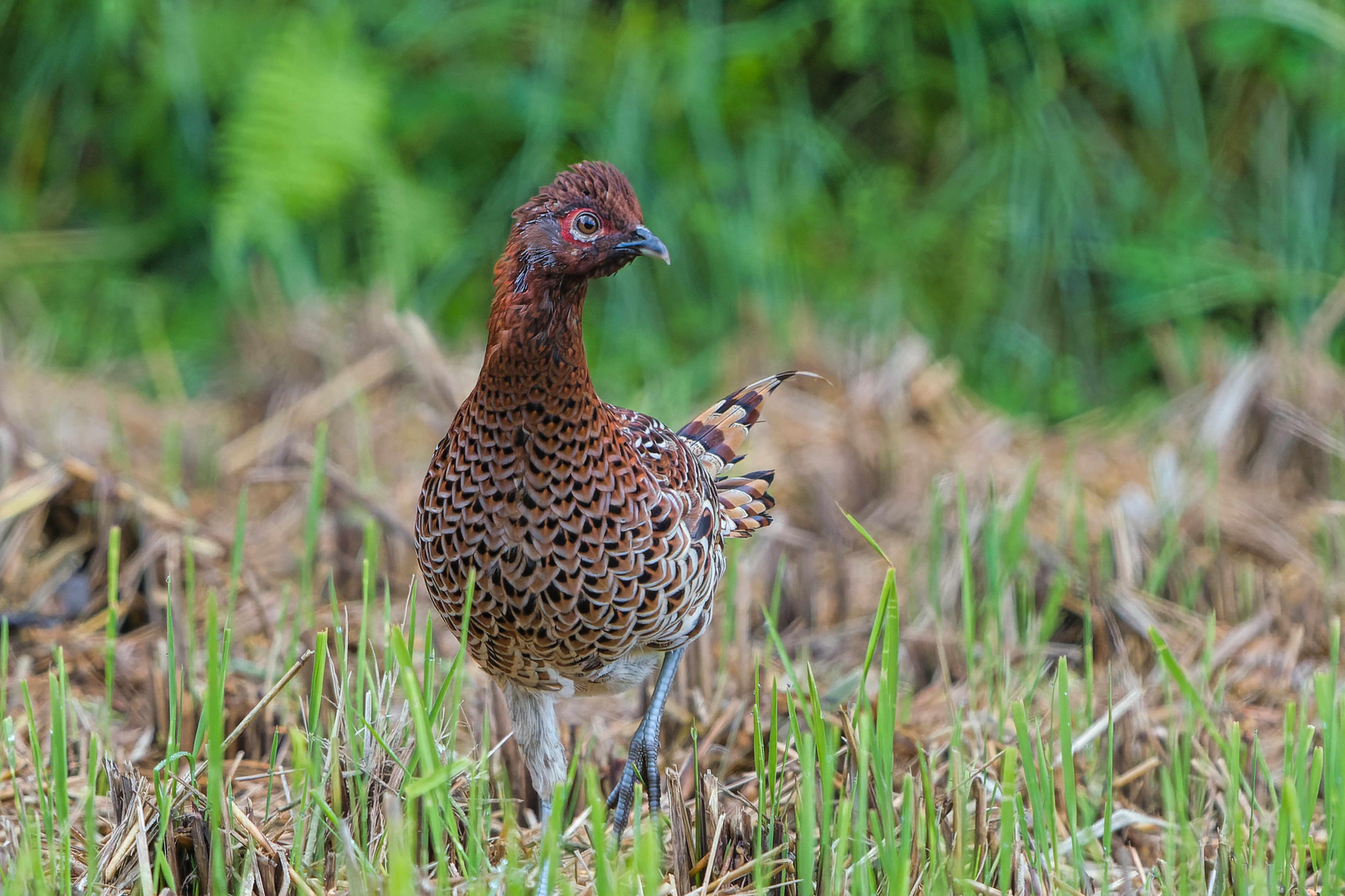 Copper Pheasant(Photographed by Yusuke Abe, Specially-Appointed Assistant Professor, Joint Research Center for Electric Architecture, Akita University)