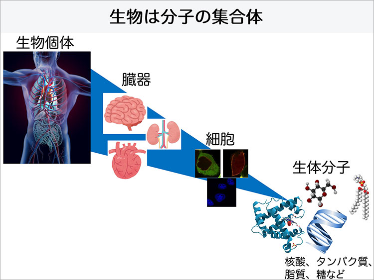 激レア　生体分子の分析科学 1